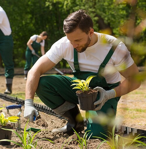 Ein Mann kniet im Garten und pflanzt Jungpflanzen, während andere im Hintergrund arbeiten.  Das Bild zeigt einen Mann mit Bart, der in grüner Arbeitskleidung und einem weißen T-Shirt auf einem Feld kniet. Er trägt graue Gartenhandschuhe und hält einen kleinen schwarzen Topf mit einer jungen Pflanze in der einen und eine kleine Schaufel mit Erde in der anderen Hand. Der Mann scheint konzentriert und bei der Arbeit engagiert zu sein. Vor ihm sind weitere Jungpflanzen in Töpfen und ein Werkzeug zum Pflanzen zu sehen. Hinter ihm ist eine schwarze Beetumrandung zu erkennen. Im Hintergrund sind zwei weitere Personen ebenfalls in grüner Arbeitskleidung zu sehen, die sich um Gartenarbeiten kümmern. Die Szene spielt sich im Freien ab, umgeben von Bäumen und grünem Laub, was eine ruhige und natürliche Atmosphäre schafft. Das Sonnenlicht scheint durch die Blätter, was dem Bild eine warme und einladende Stimmung verleiht.